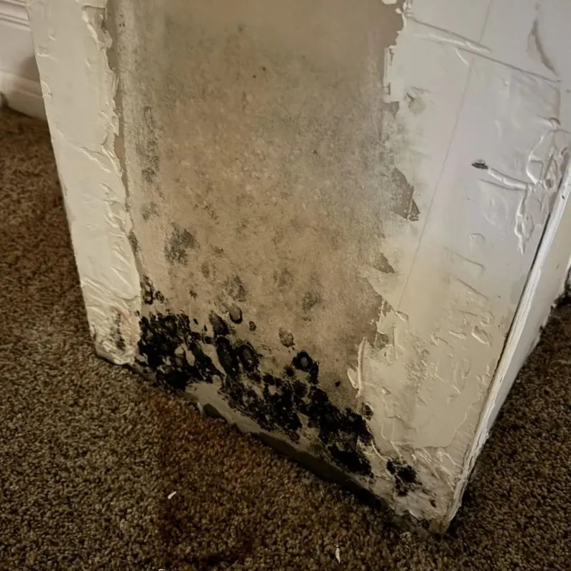 Professional Mold Removal in Sterling Heights, MI